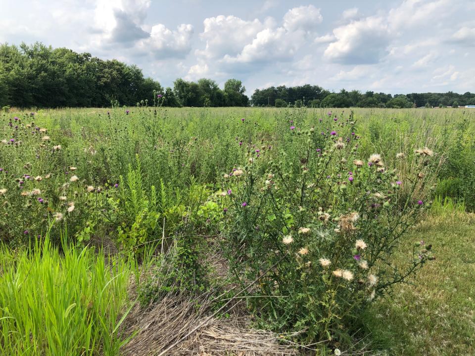 Developers are looking into plans, potentially for housing, on these former farm fields on county-owned land just north of Portage Manor in South Bend, as seen Aug. 1, 2023.