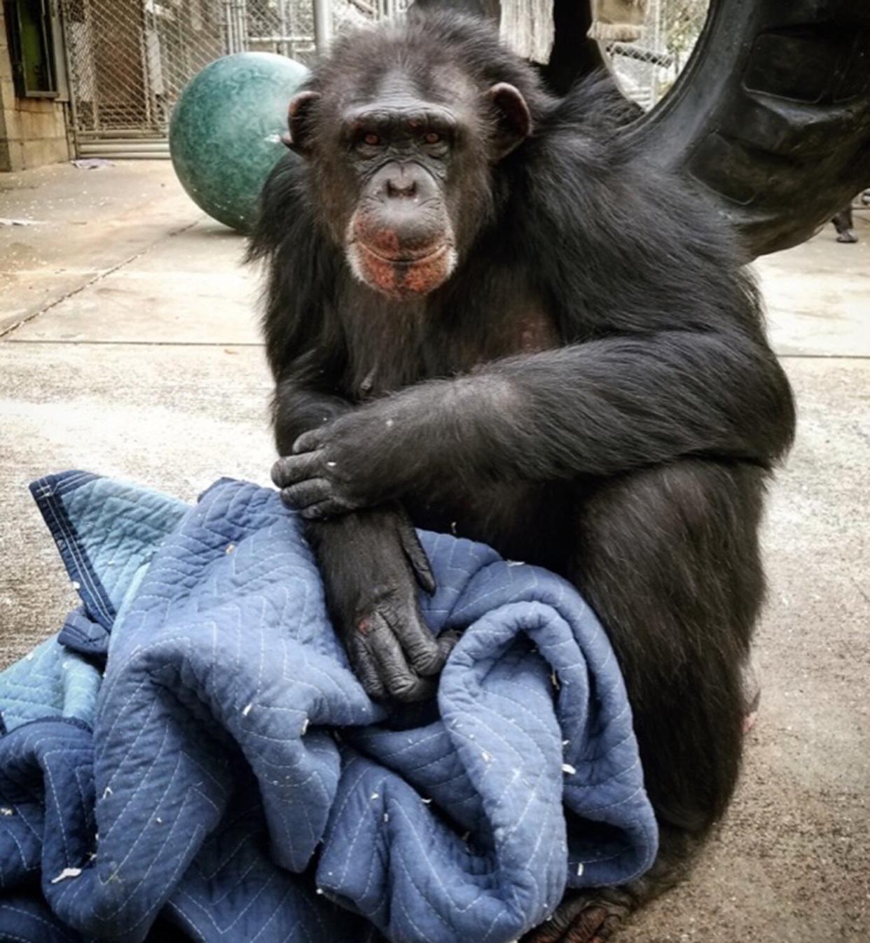 7 chimpanzees rescued from shuttered CA refuge