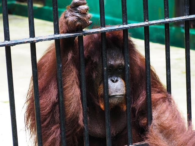 beaten orangutan