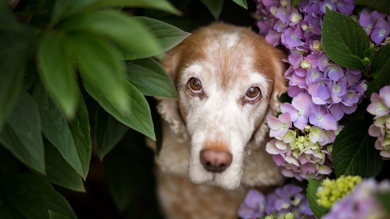  animal category dogs from CEWE Photo Award 2023 