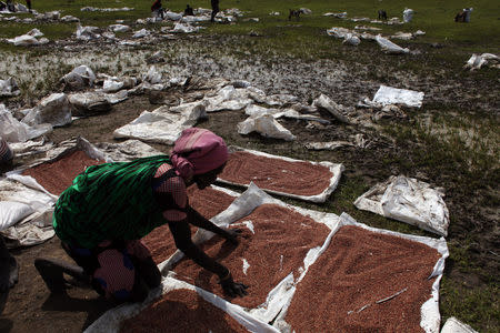 An internally displaced woman sorts grain at a food distribution by the World Food Programme in the Sudd Swamp near the town of Nyal, in South Sudan August 19, 2018. Picture taken August 19, 2018. REUTERS/Andreea Campeanu