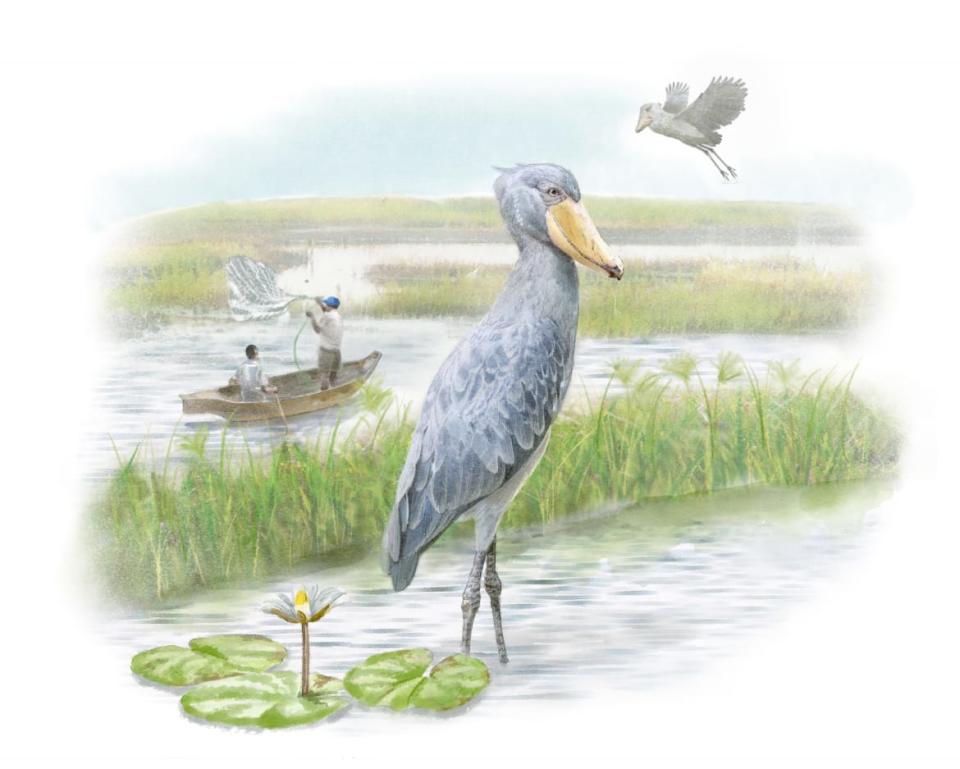 <div class="inline-image__title">Shoebill</div> <div class="inline-image__credit">Illustration by Ryuto Miyake</div>