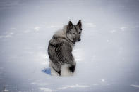 <p>Este perro está acostumbrado a cazar en climas fríos ya que proviene de una raza antigua de Escandinavia. Si necesitas una buena macota que te pueda hacer compañía en invierno, este animalito podría ser tu mejor opción.<em> Foto:</em> <em>Rolf Johnsen/Getty Images</em> </p>