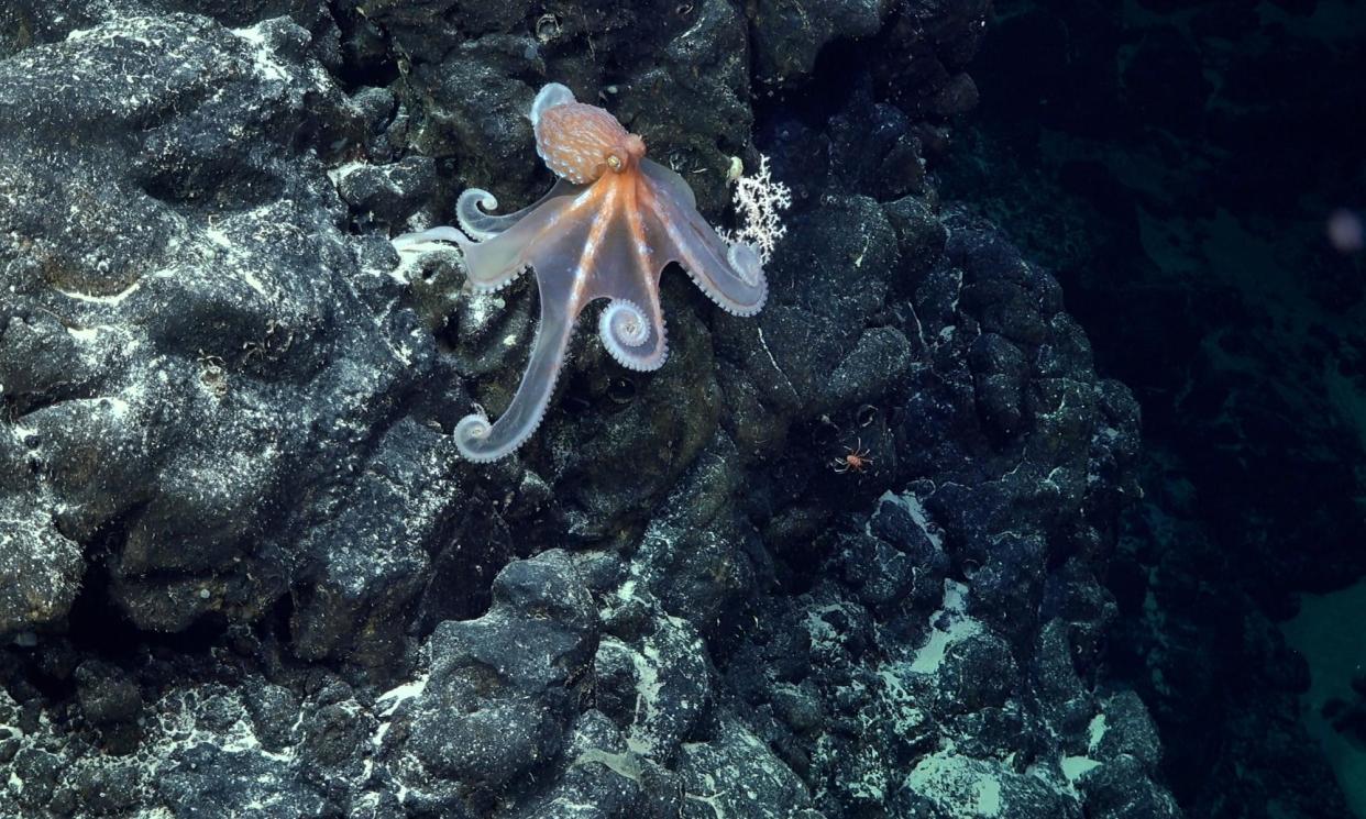<span>An octopus on an unexplored seamount east of Motu Motiro Hiva, an uninhabited island along the Salas y Gómez ridge</span><span>Photograph: ROV SuBastian/Schmidt Ocean Institute</span>