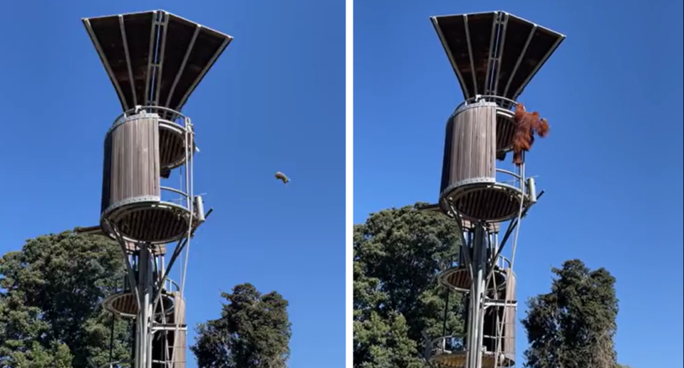 The orangutan was caught throwing the possum from the top of its enclosure. Source: Reddit