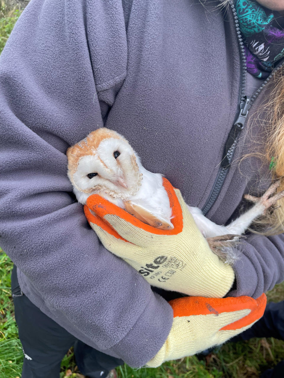 One of four barn owl chicks which surprised conservationists this winter at Ballycruttle Farm in Co Down – the latest recorded brood in Northern Ireland to date (UlsterWildlife/PA)
