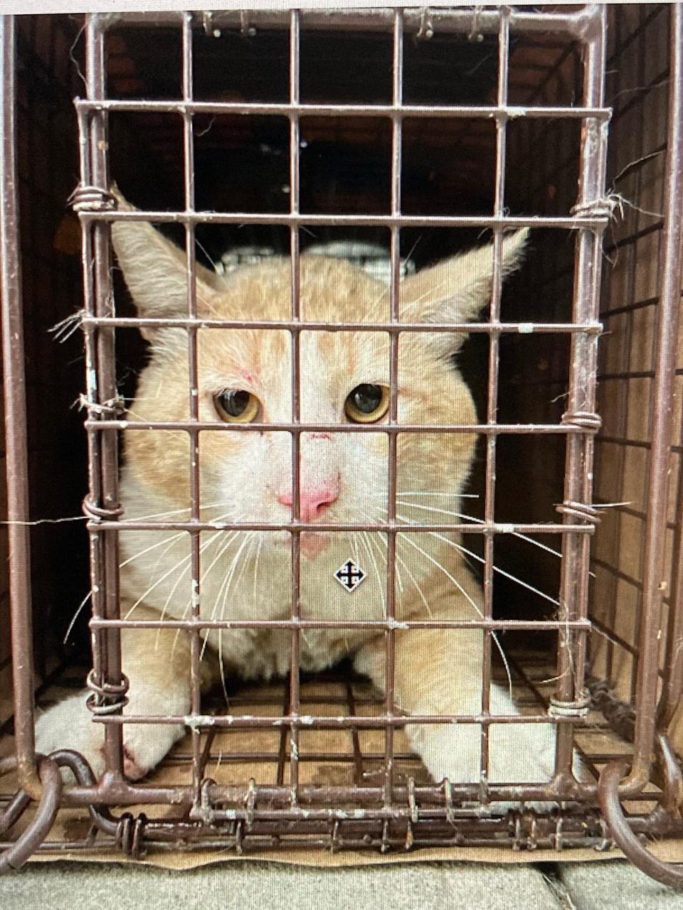 A trapped feral cat that was taken to be neutered.