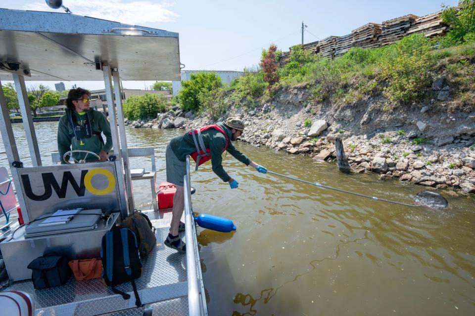 With UW-Stevens Point senior Evan Rinke at the helm, UW-Oshkosh senior Noah Ryan collects plastic Monday, June 12, 2023 on the Manitowoc River just upstream from Lake Michigan in Manitowoc, Wis. The plastics were being collected for a study on plastics in the lake. The plastics are cataloged for researchers.



Mark Hoffman/Milwaukee Journal Sentinel