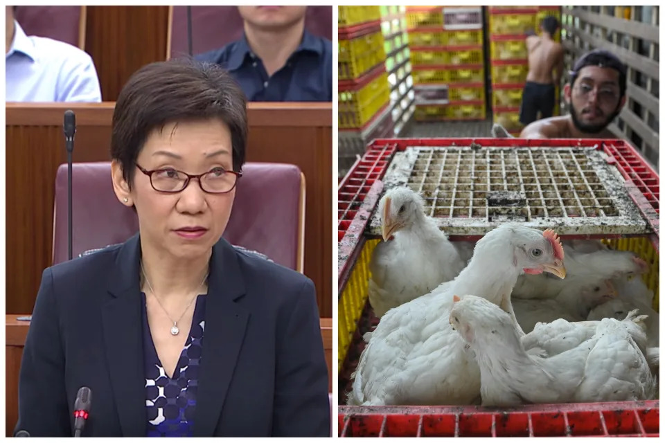 Minister for Sustainability and the Environment Grace Fu (left) said in Parliament that there has been no indication from Malaysian authorities to end the chicken ban. (PHOTO: Yahoo News Singapore/NurPhoto via Getty Images)