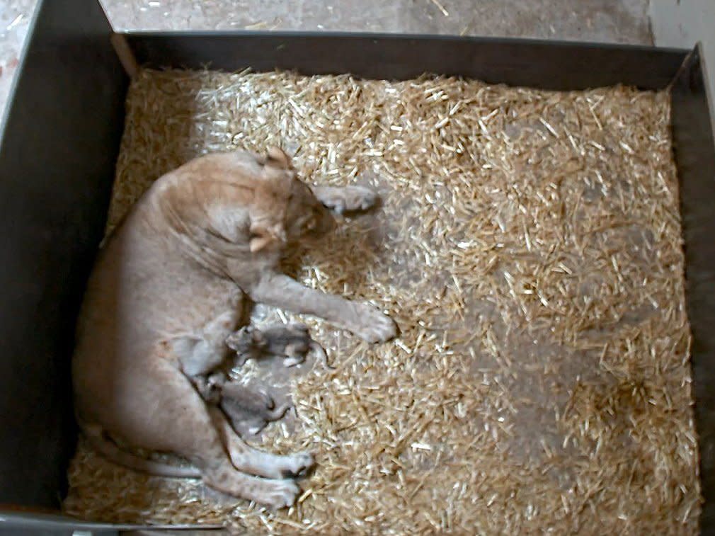 Kigali the lioness and cubs at Leipzig Zoo, Germany