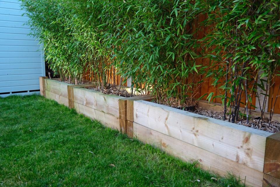 bamboo plants in wooden railway sleeper raised bed in a contemporary garden