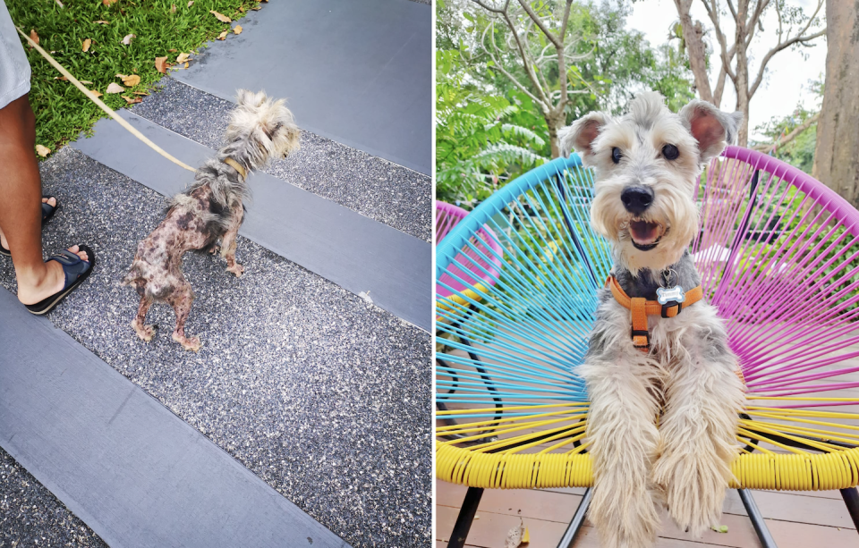 Timmy then (left) and Timmy now (right) after the care of Irene Toh