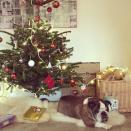 <p>Avec Bernie, son chien, son beau sapin et quelques cadeaux, l’humoriste a visiblement passé un beau Noël<br>Source : @madameforesti </p>