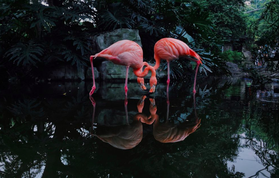 2nd place – Animals: 'Flamingoes' was taken on an iPhone 6 by Ji Li in China.