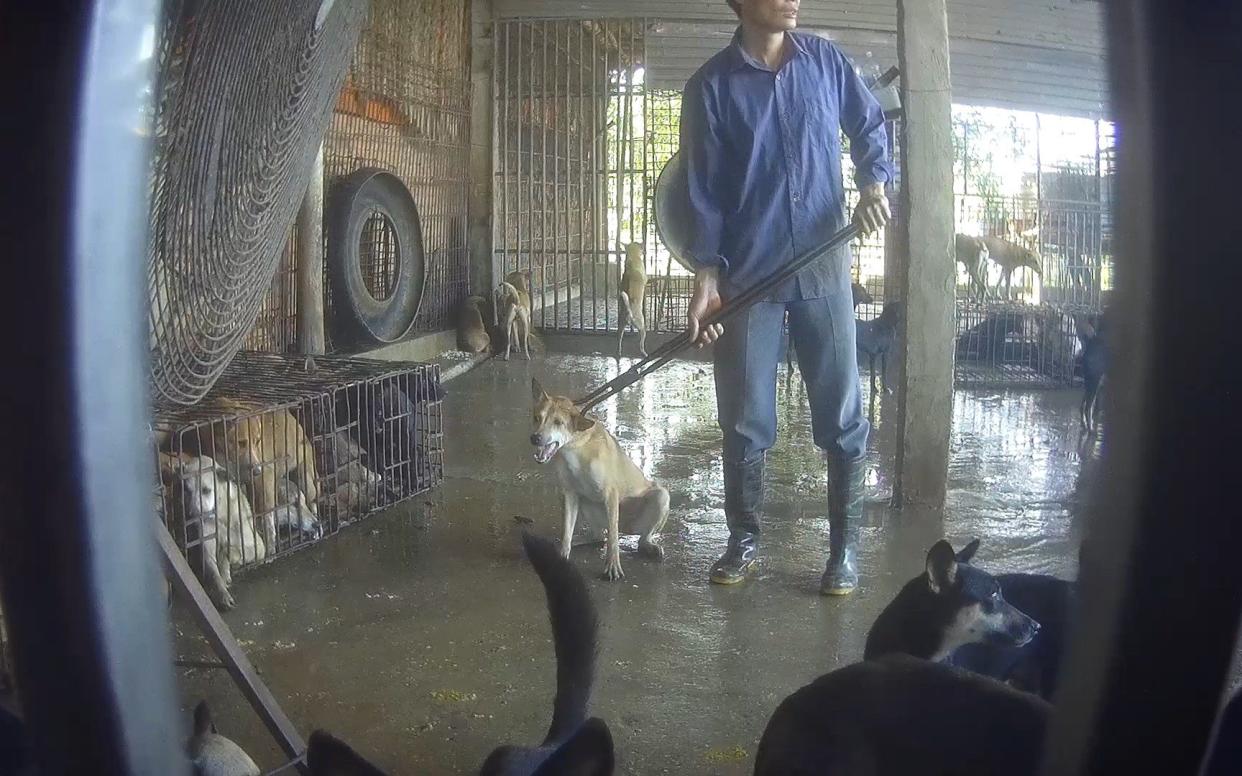 Animals held at a dog farm which supplies Vietnam's meat trade
