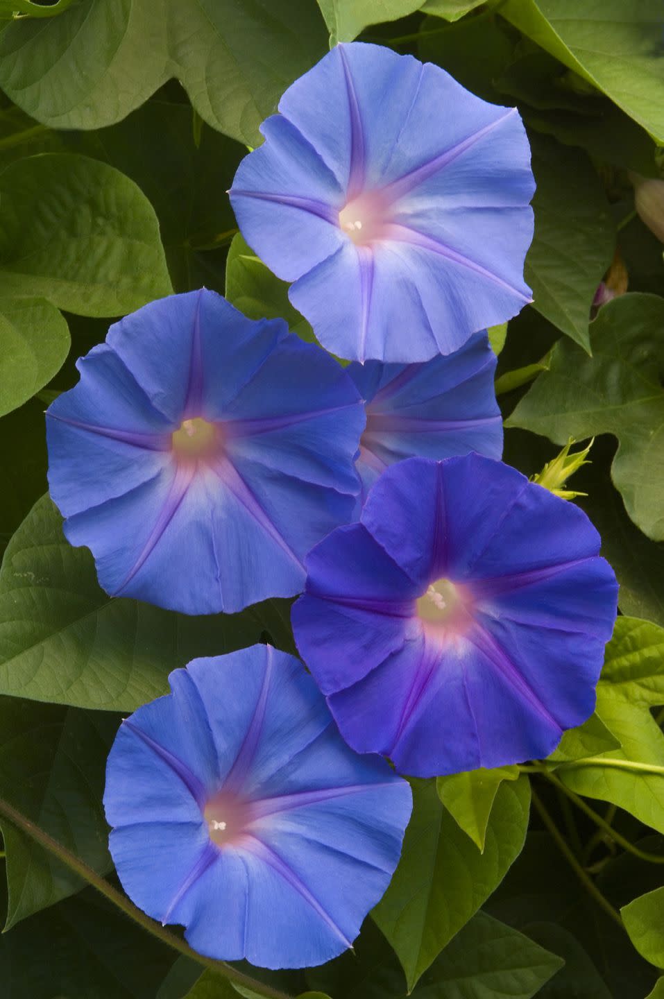 most toxic plants morning glory flowers