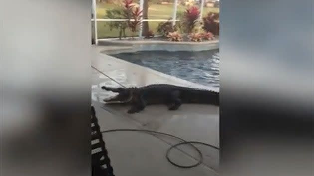 This is the moment the trapper asked the residents for a lead as the136-kilogram alligator lay stubbornly on the pool's edge. Photo: Laura Lear