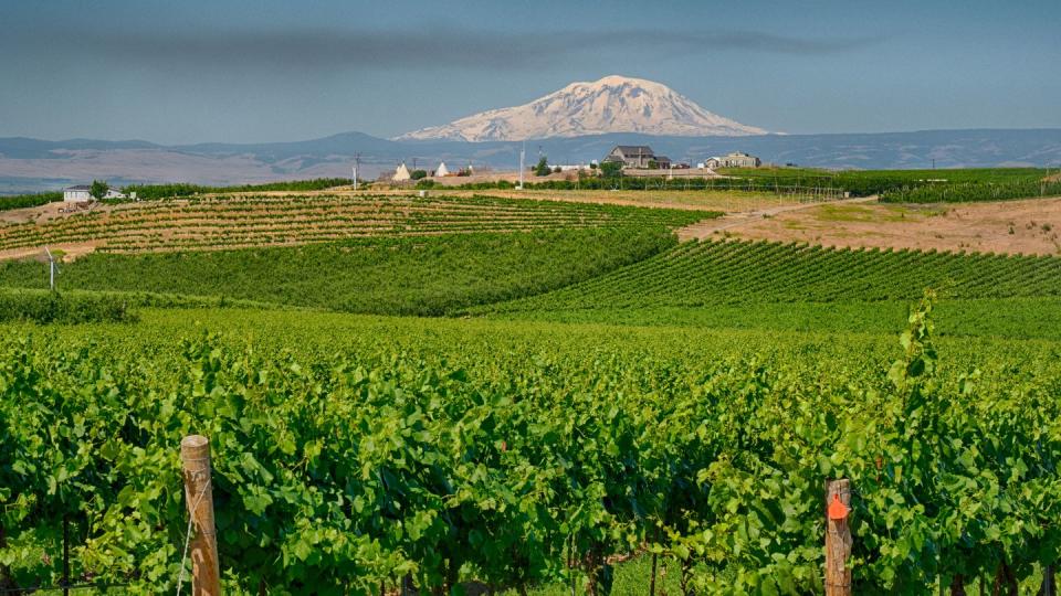 vineyards with mt adams in back ground