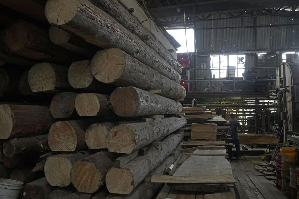 A worker cuts the wood in the Chi Kee Sawmill & Timber in Hong Kong, Tuesday, July 12, 2022. Chi Kee Sawmill & Timber, Hong Kong's last operating sawmill, has operated in the city for nearly four decades. But soon, the sawmill could be forced to shut down as authorities look to develop the area to make it more metropolitan and integrate it better with mainland China. (AP Photo/Kin Cheung)