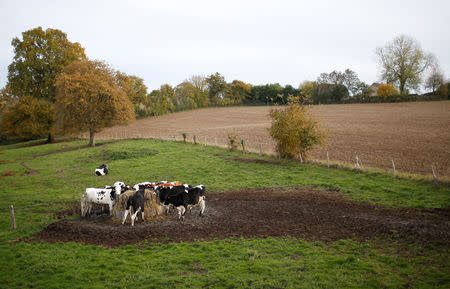 Cows gather in a field in Ahuille, near Laval, France, November 8, 2018. Picture taken November 8, 2018. REUTERS/Stephane Mahe