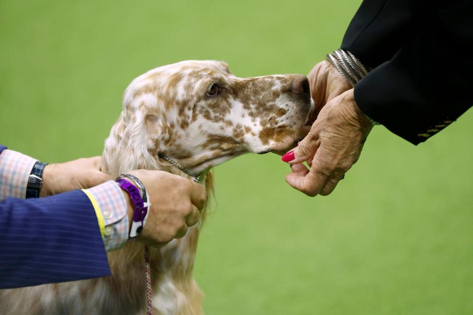 Westminster Kennel Club dog show all this year’s adorable winners