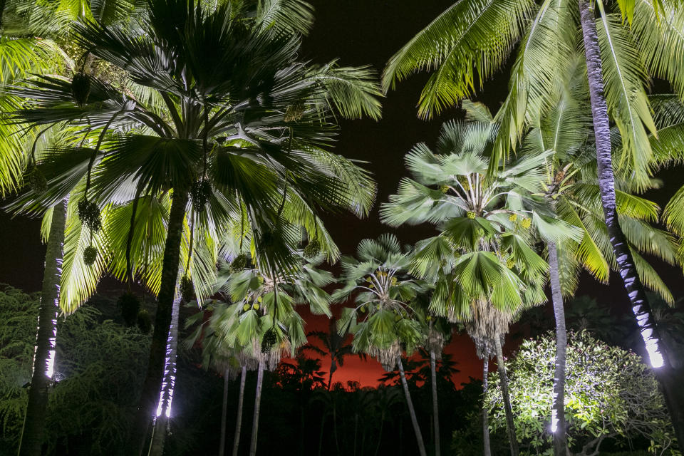 The glow of the Mauna Loa eruption is seen through a grove of palm trees, Monday, Nov. 28, 2022, in Kona, Hawaii. Mauna Loa, the world's largest active volcano erupted Monday for the first time in 38 years. (AP Photo/Marco Garcia)