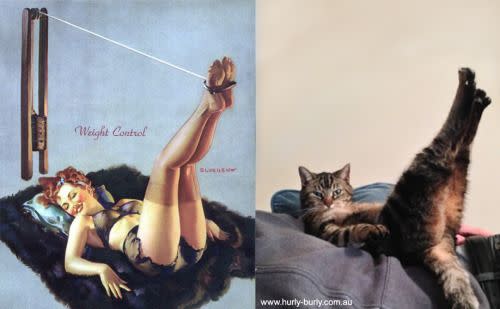 Ces chats qui prennent la pose comme des pin-up