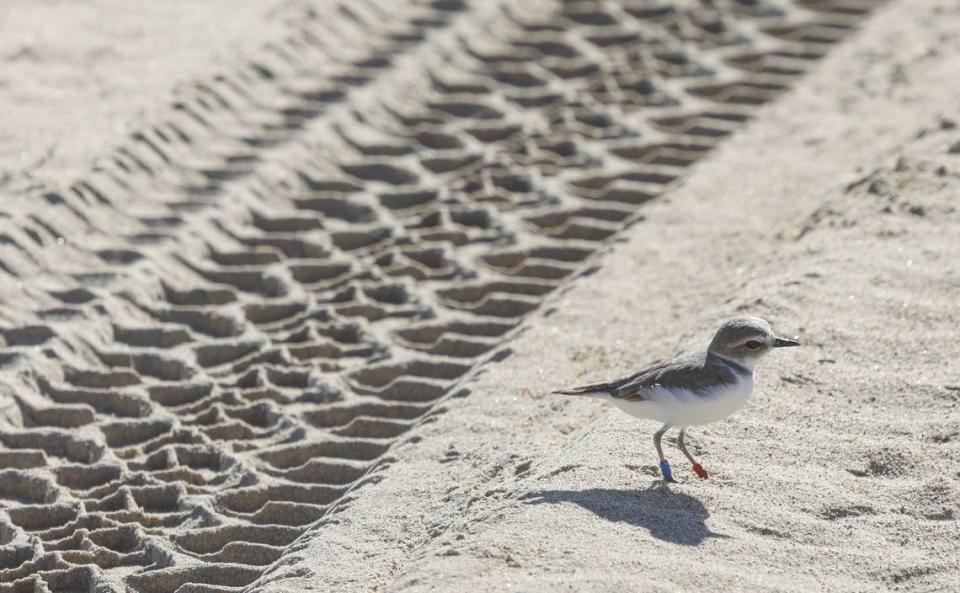 A protected Western snowy plover walks near tire tracks in the sand at Oceano Dunes State Vehicular Recreation Area is 2018.