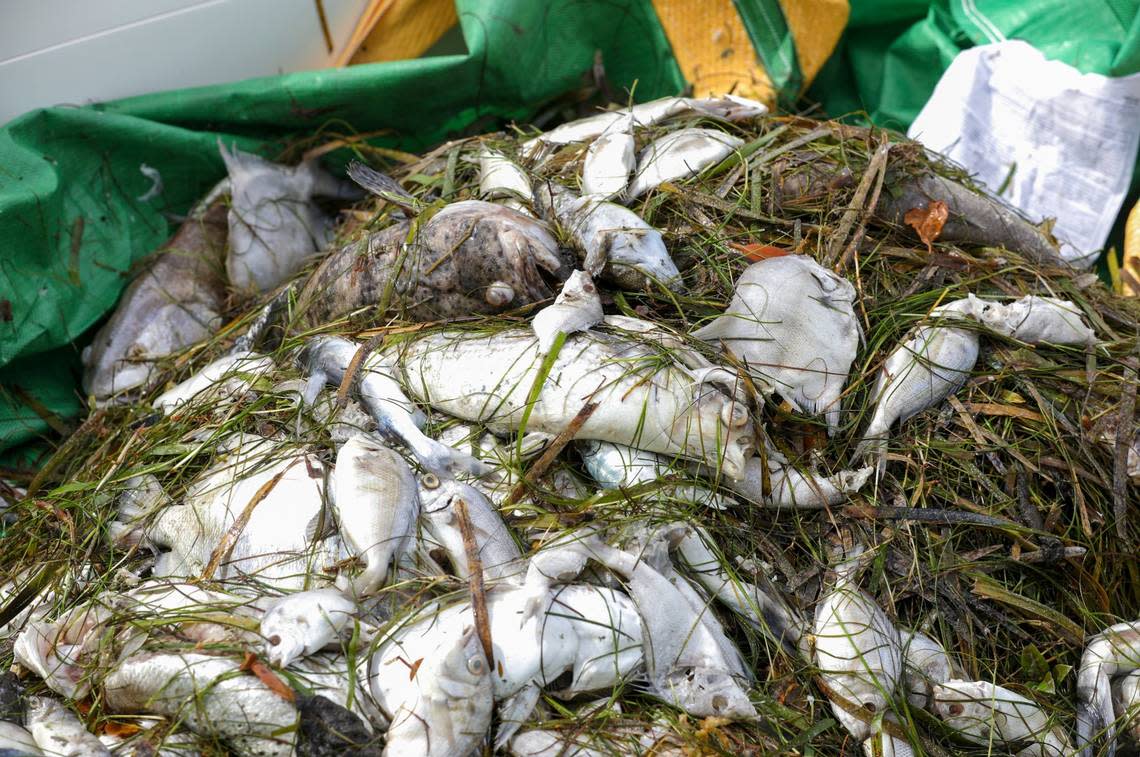 A pile of dead fish on the bow of boat collected last Junein the intracoastal waters between Clearwater and Dunedin, Fla. Pinellas County had small boats retrieving dead fish in Dunedin and around Clearwater Harbor after a red tide bloom.
