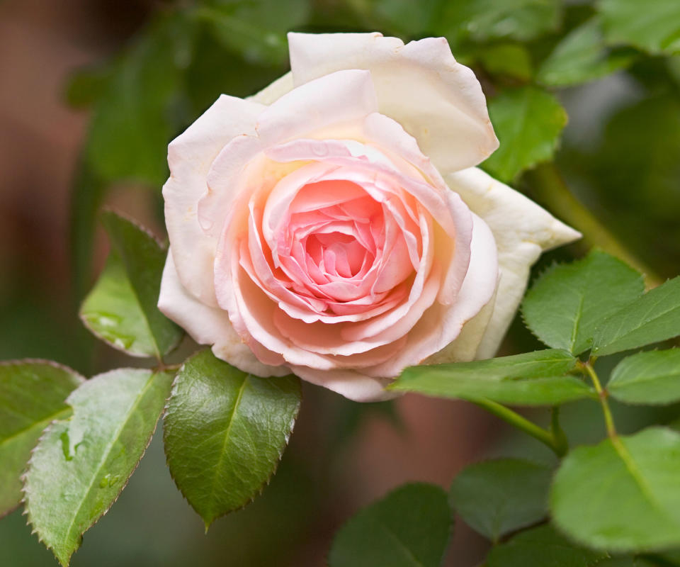 best climbing roses New Dawn flowering in country garden