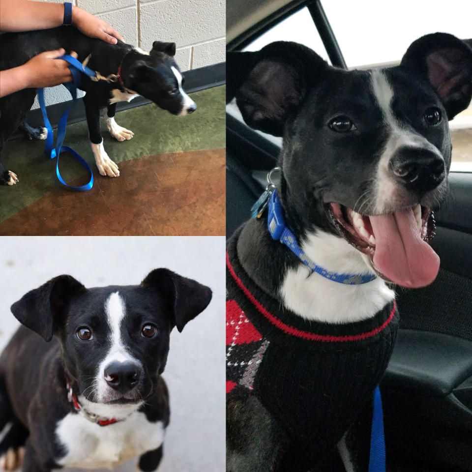 "The first time we took Oliver on a car ride, he was shaking and crying (we assume because the only time he had ever been in a car before was to take him to the shelter). Now he loves car rides because he knows he's going to get to see a new friend or go play somewhere!" -- <i>Jenna Gunselman, Oliver's mom </i>