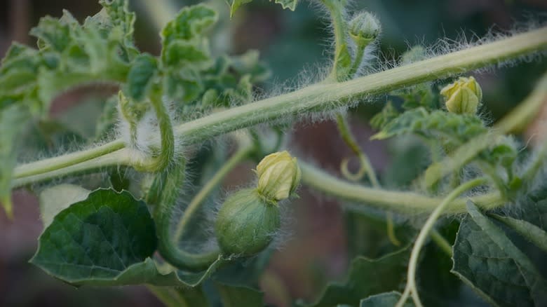 watermelons growing with flowers