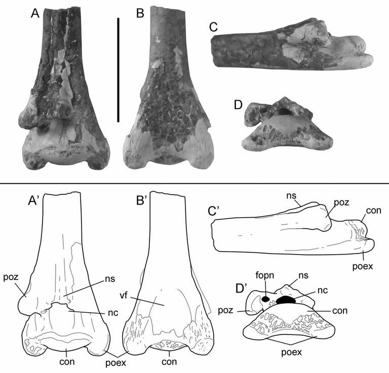 La vértebra encontrada del Pterosaurio