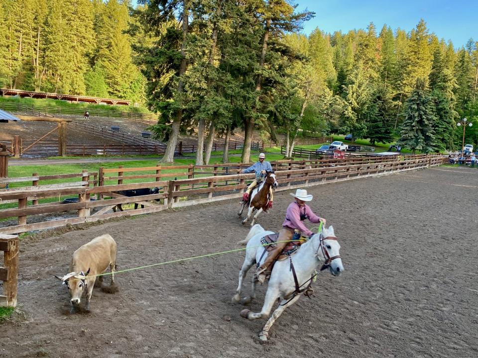 Cow roping at a rodeo in a woodsy location