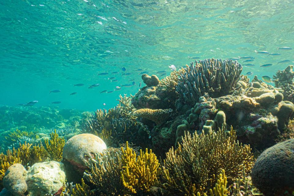 The Pursuit expedition team searched for a safe snorkeling spot at Ashmore Reef.