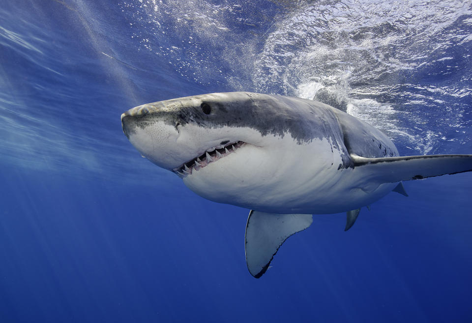 Hai-Arten sind in allen Weltmeeren heimisch. (Bild: Getty Images)