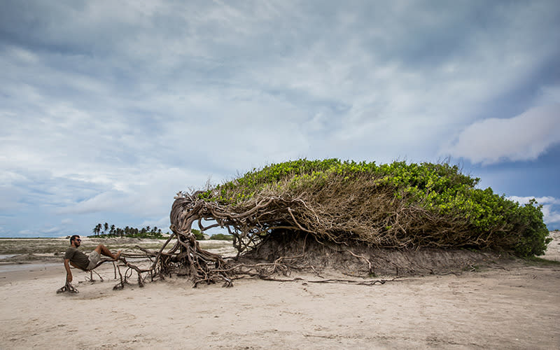 The Avore Preguica (the ‘Lazy Tree’) reclines into the breeze.