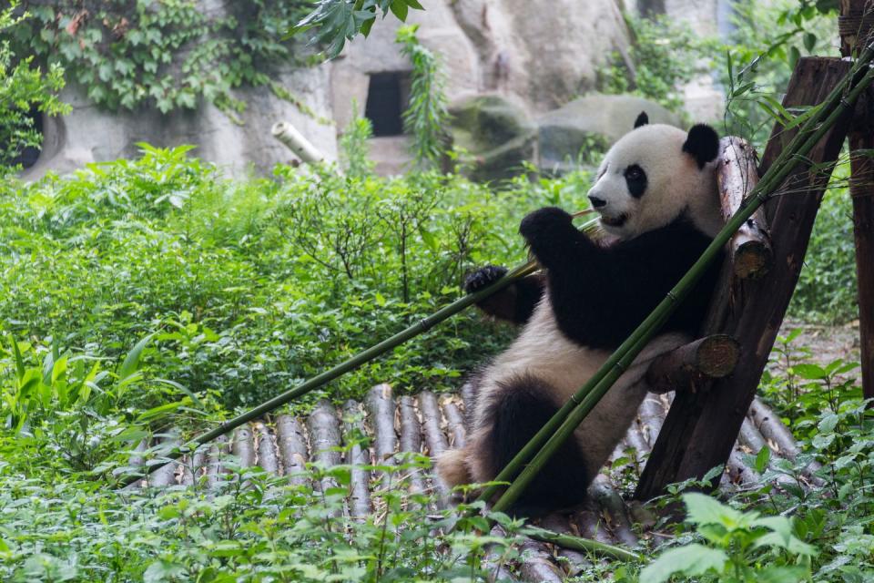 Giant Panda