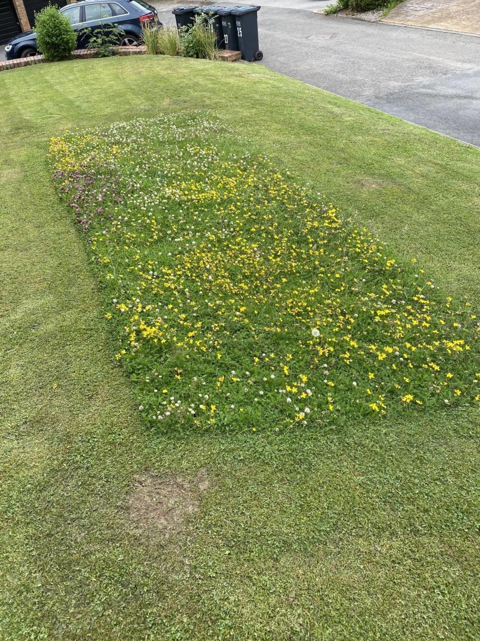 patch of flowers in the lawn