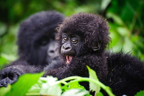 Süß, knuffig und frech: Die niedlichsten Tierbabys der Welt