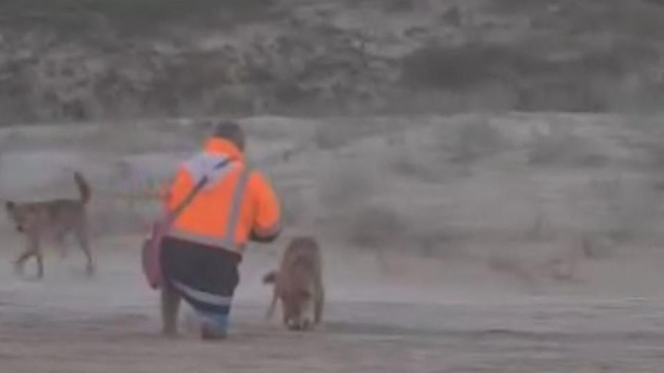 Rangers warn feeding dingoes can lead to them becoming reliant on humans and more likely to approach camps looking for food. Picture: Queensland DES