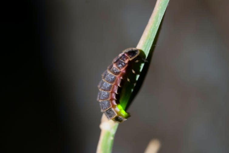 <span class="caption"><em>Lampyris noctiluca</em>, or the common glow worm of Europe.</span> <span class="attribution"><a class="link " href="https://www.shutterstock.com/image-photo/lampyris-noctiluca-1234765510" rel="nofollow noopener" target="_blank" data-ylk="slk:Igor Krasilov/Shutterstock;elm:context_link;itc:0;sec:content-canvas">Igor Krasilov/Shutterstock</a></span>