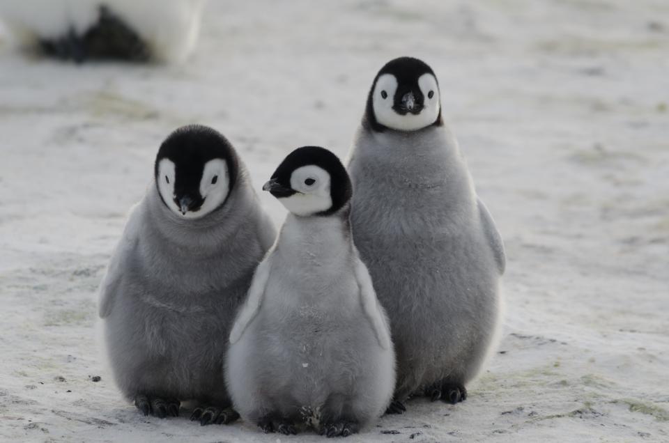 <p>You can adopt a penguin for your other half <a rel="nofollow noopener" href="https://gift.oceana.org/catalog/penguin?utm_campaign=Fundraising&utm_content=20180131PenguinVideoTweet&utm_source=Twitter&utm_medium=Social&utm_id=Ab03rg9EXEX3EP" target="_blank" data-ylk="slk:here.;elm:context_link;itc:0;sec:content-canvas" class="link ">here.</a></p>