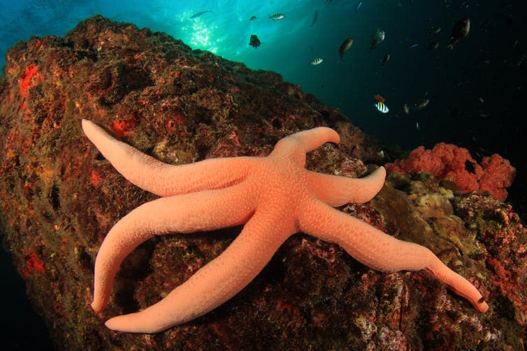 <span class="caption">Some arms are bigger than others.</span> <span class="attribution"><a class="link " href="https://www.shutterstock.com/image-photo/red-starfish-sea-star-782745814?src=fjoHToM0XZTQs3rCQDlWhQ-7-9" rel="nofollow noopener" target="_blank" data-ylk="slk:Shutterstock;elm:context_link;itc:0;sec:content-canvas">Shutterstock</a></span>