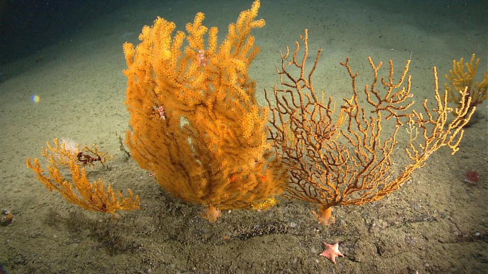 <span class="s1">Fan corals in Oceanographer Canyon, one of the three deep canyons in the monument. The fan on the right has most of its polyps retracted and provides a view of the coral skeleton. (Photo: Northeast Canyons 2013 Science Team/NOAA Okeanos Explorer Program)</span>