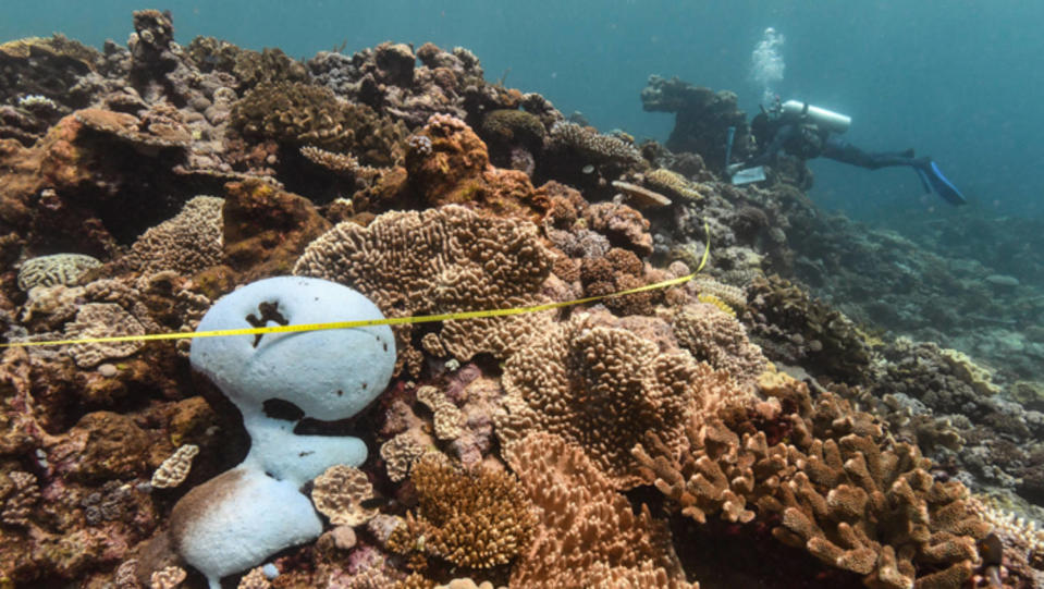 Coral bleaching affects a coral, left, at Arlington Reef, Central Barrier Reef, on Feb. 27.  (Grace Frank / Australian Institute of Marine Science)