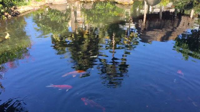 2-Year-Old Scottish Twins Drown In Koi Pond Behind Family Home