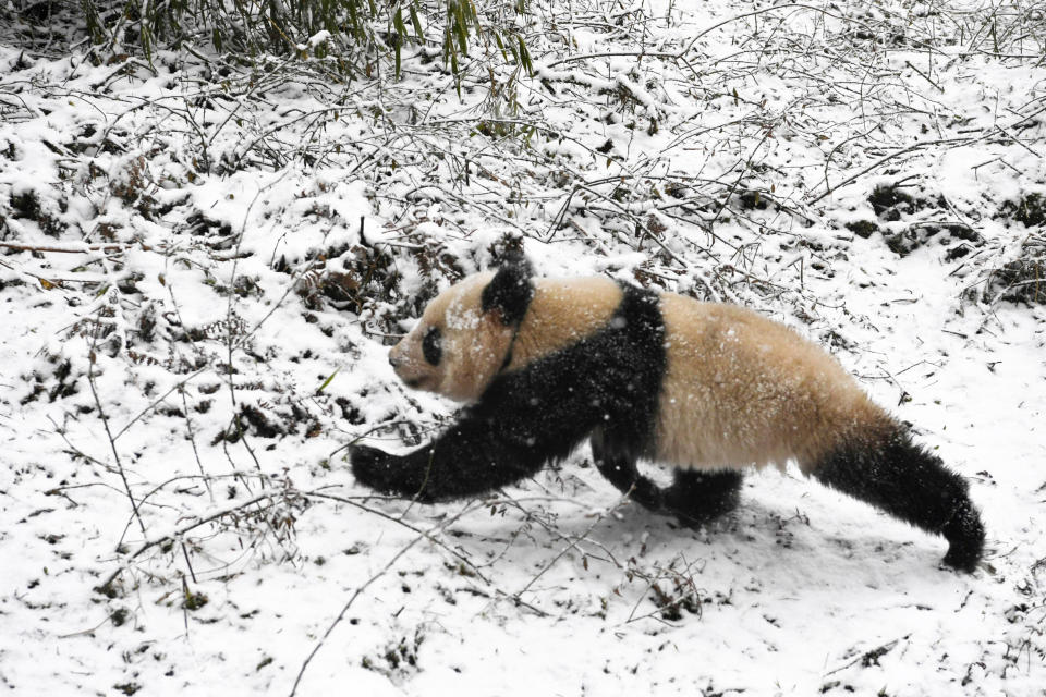 Die besten Tierfotos der Woche (22.12. bis 28.12.)