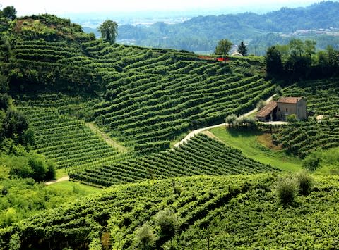 A Prosecco vineyard - Credit: Maurizio Targhetta - Fotolia
