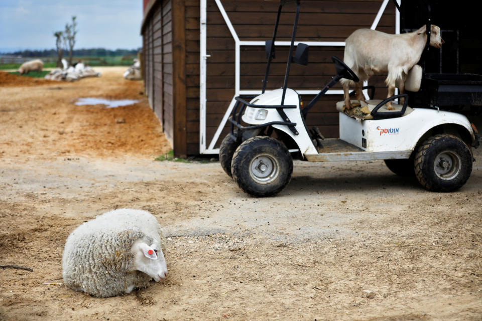 A sheep and a goat are seen at "Freedom Farm", which serves as a refuge for mostly disabled animals in Moshav Olesh, Israel. (Photo: Nir Elias/Reuters)              